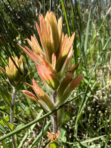 Castilleja gracillima (Castilleja gracillima)