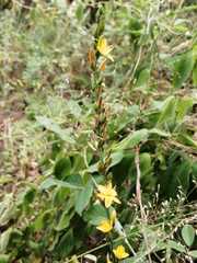 Echeandia michoacensis