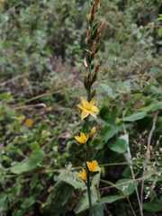 Echeandia michoacensis