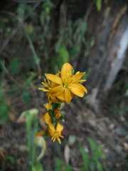 Echeandia michoacensis