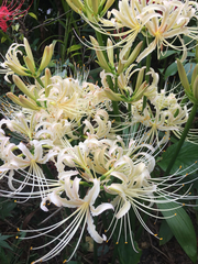 Lycoris
