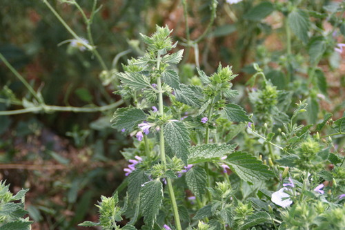 Black horehound