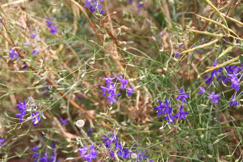 Forking Larkspur