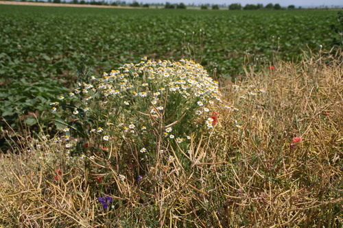 scentless mayweed