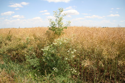 poison hemlock
