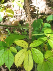 Eleutherococcus senticosus