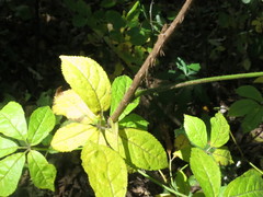 Eleutherococcus senticosus