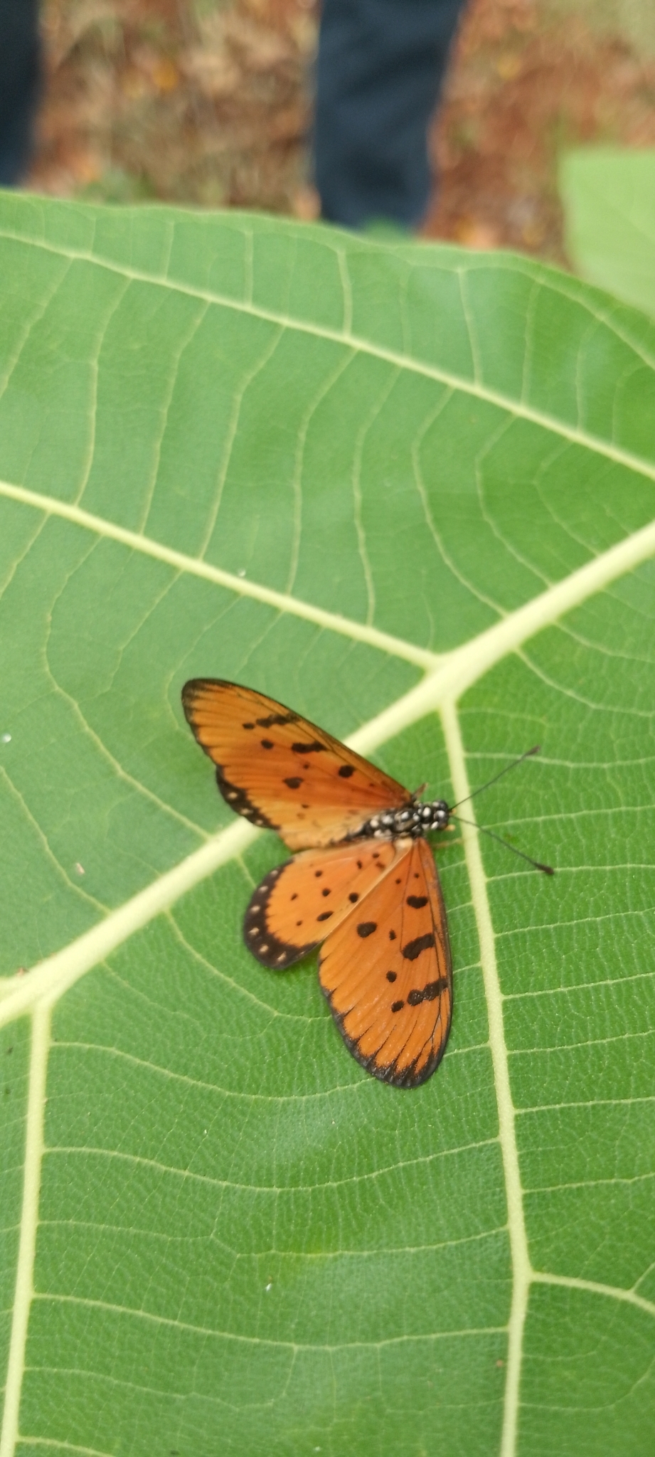 Tawny Coster