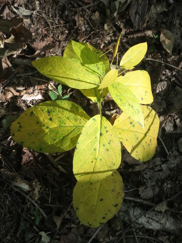 Image of Vincetoxicum acuminatifolium by (c) Repina Tatyana, some rights reserved (CC BY)