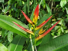 Heliconia hirsuta
