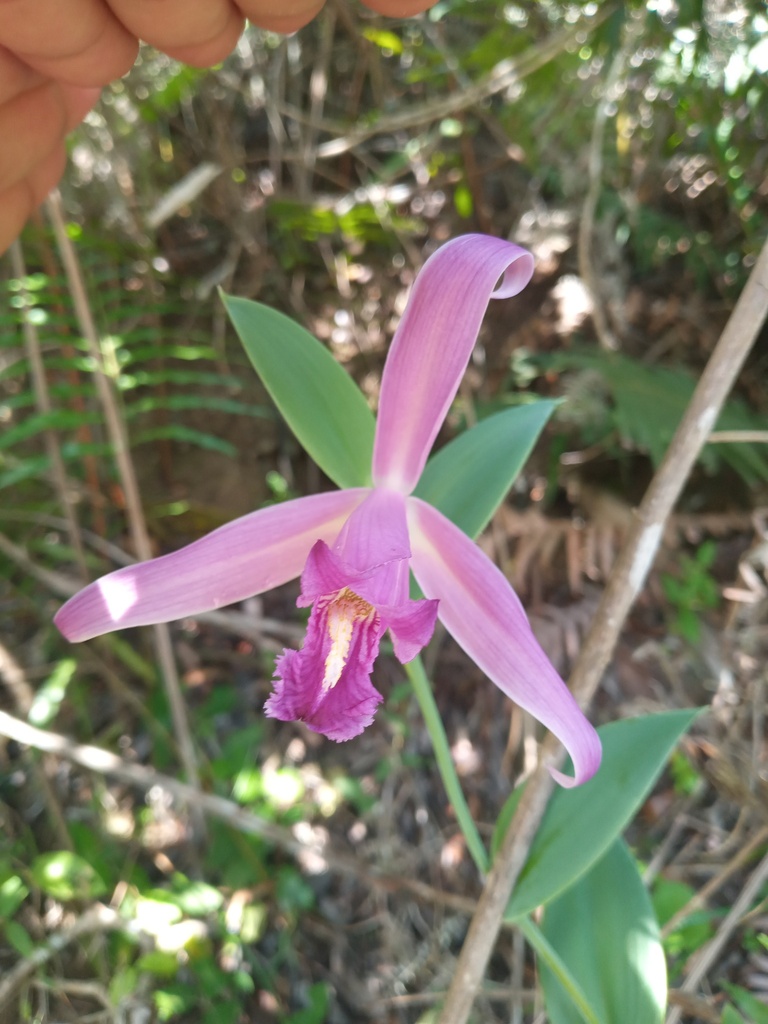 Cleistes libonii