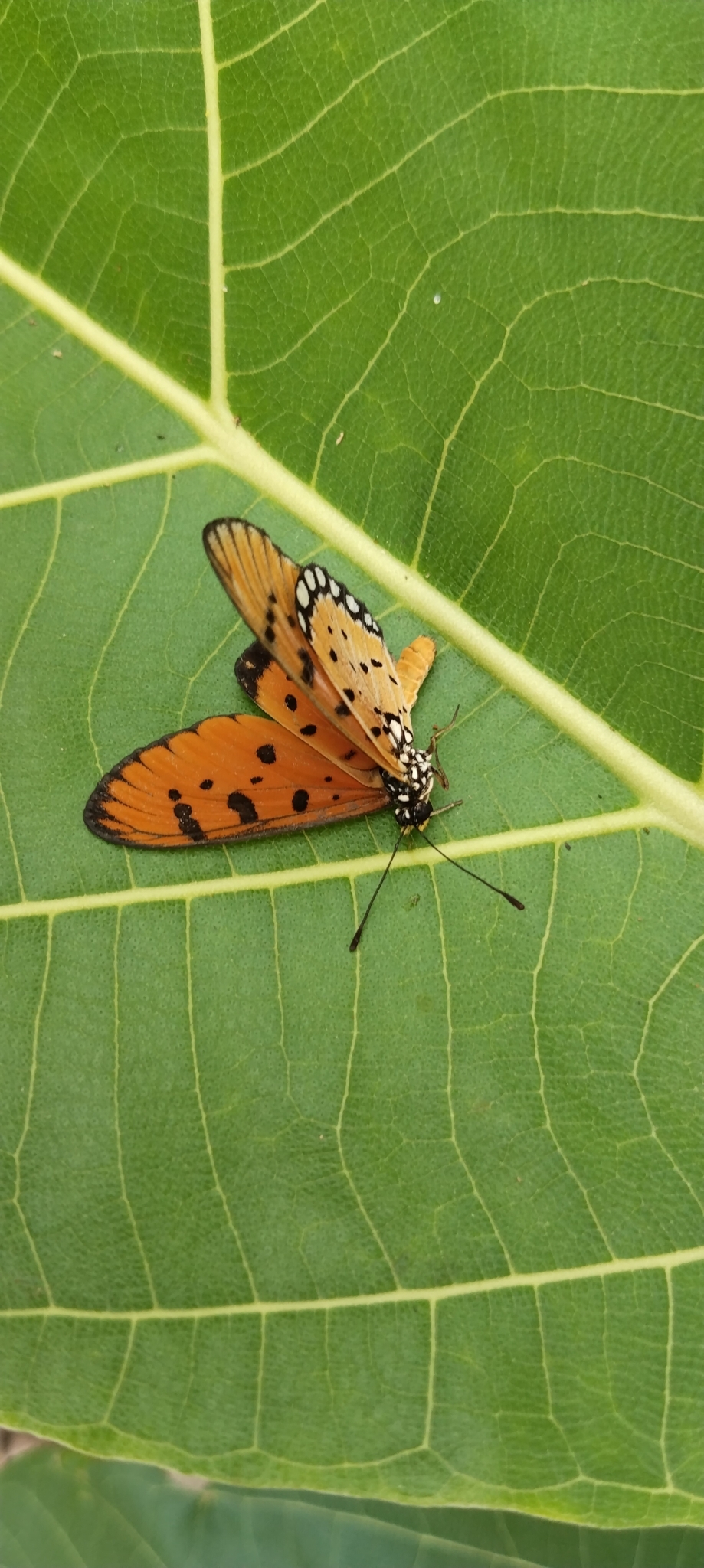 Tawny Coster