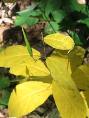 Vincetoxicum ascyrifolium