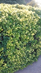 Withania begonifolia