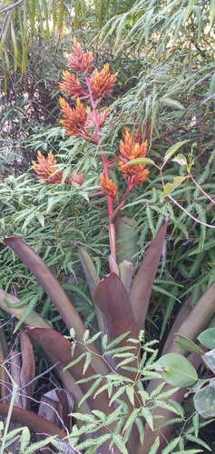 Aechmea rubens