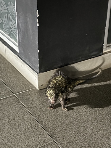 Andean Porcupine