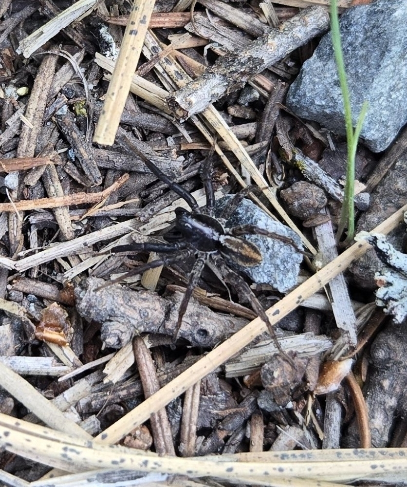 Spinyrib Wolf Spider