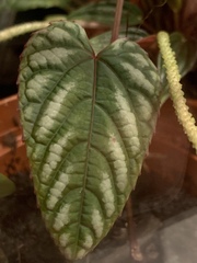 Cissus discolor