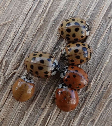 Asian Lady Beetle photographed in Nebraska