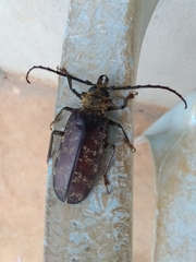 Tithoes congolanus