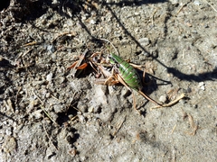 Anonconotus pusillus