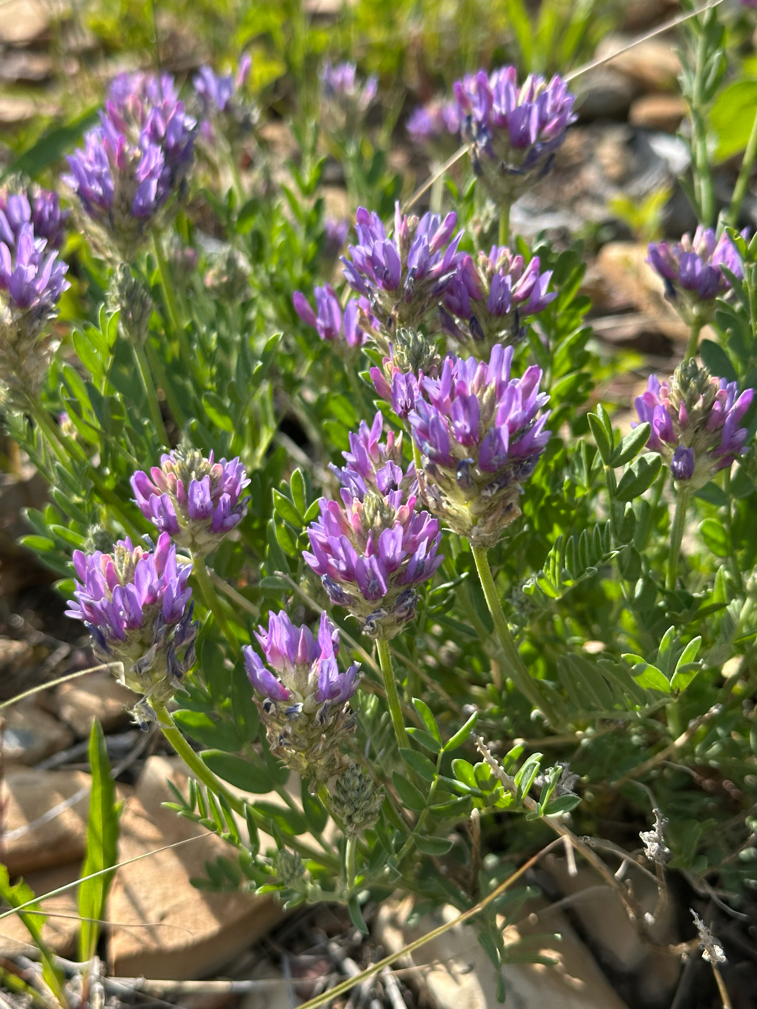 Astragalus laxmannii