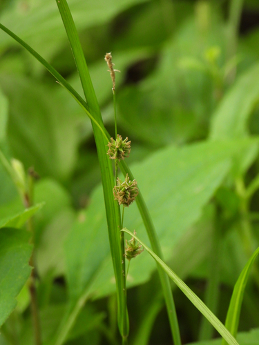 Carex japonica iNat (1)