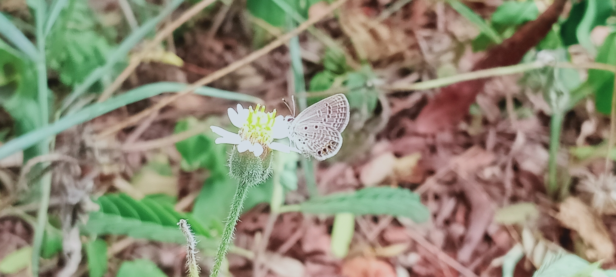 Orange-Spotted Grass Jewel
