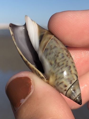 Agaronia testacea observed 2025-06-24
