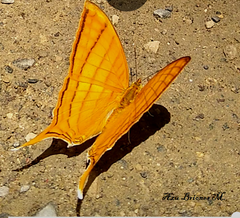 Marpesia harmonia