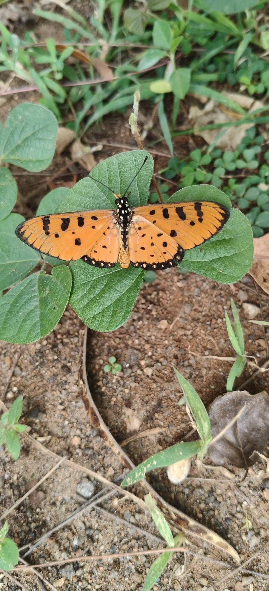 Tawny Coster