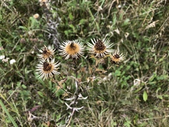 Carlina vulgaris