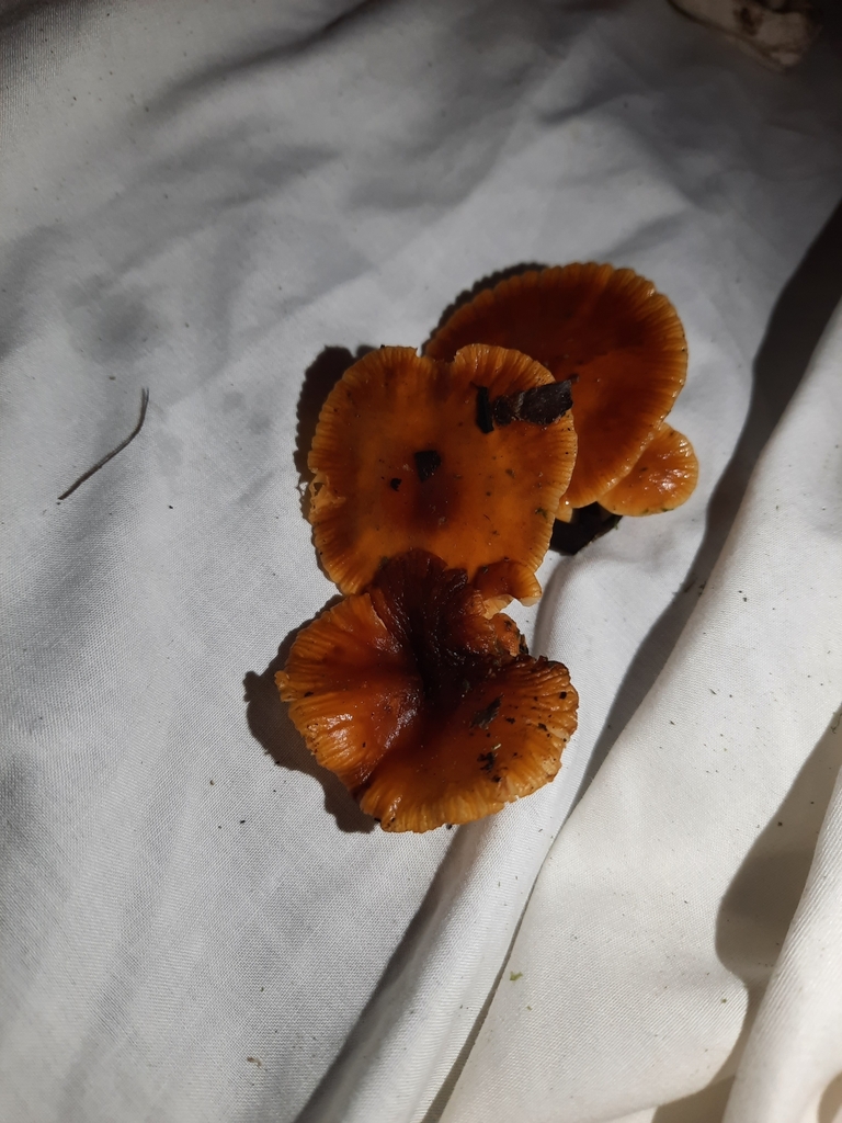 Flammulina velutipes · June 2025 · photo: © maxxrandomnumbers (iNaturalist, cc0)