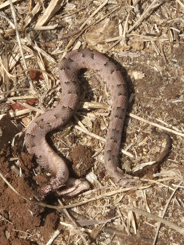 Yucatán Hognose Viper