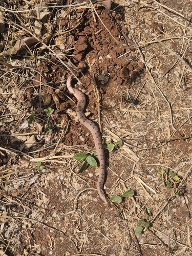 Yucatán Hognose Viper