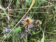 Carlina vulgaris