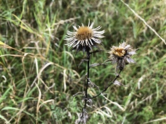 Carlina vulgaris