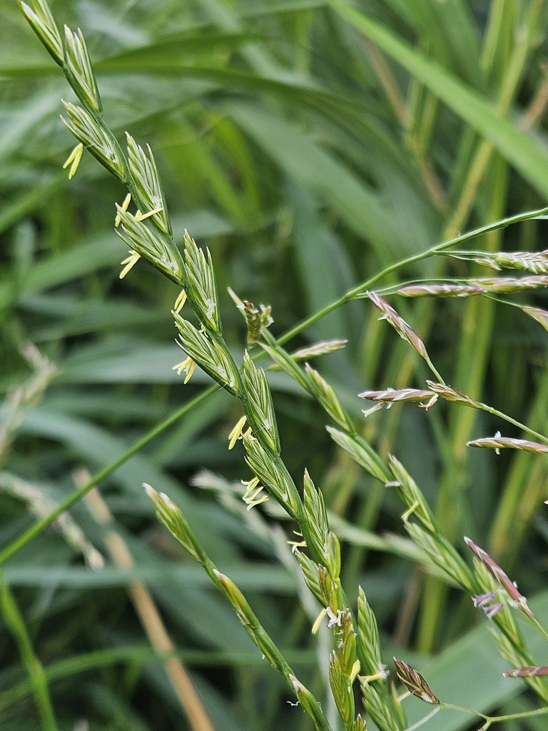 Lolium perenne