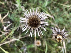 Carlina vulgaris