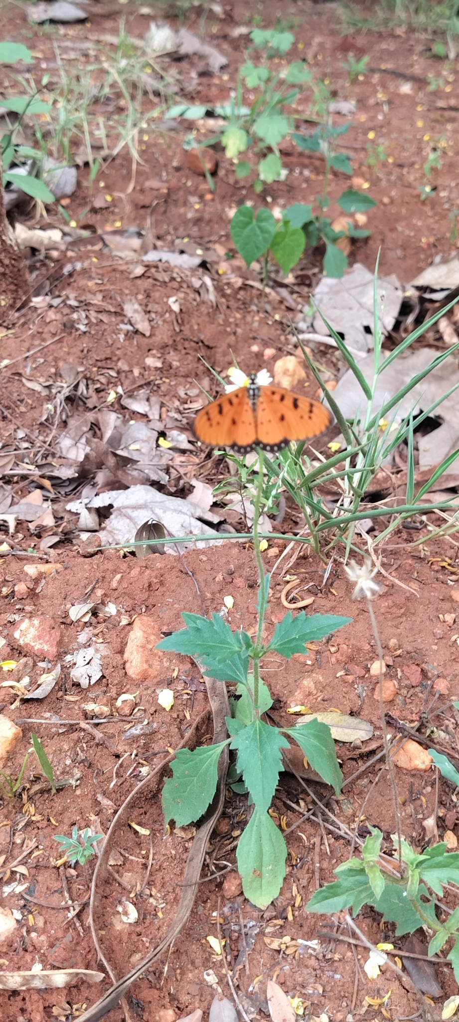 Tawny Coster