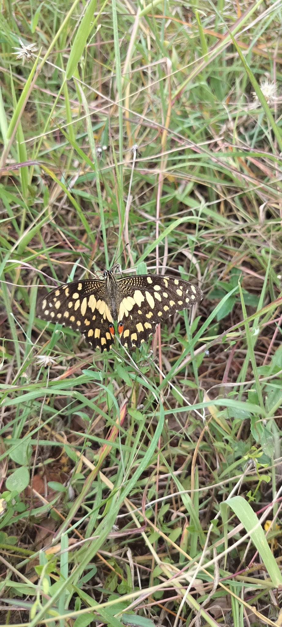 Lime Swallowtail