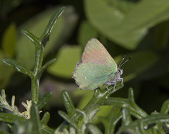 Callophrys