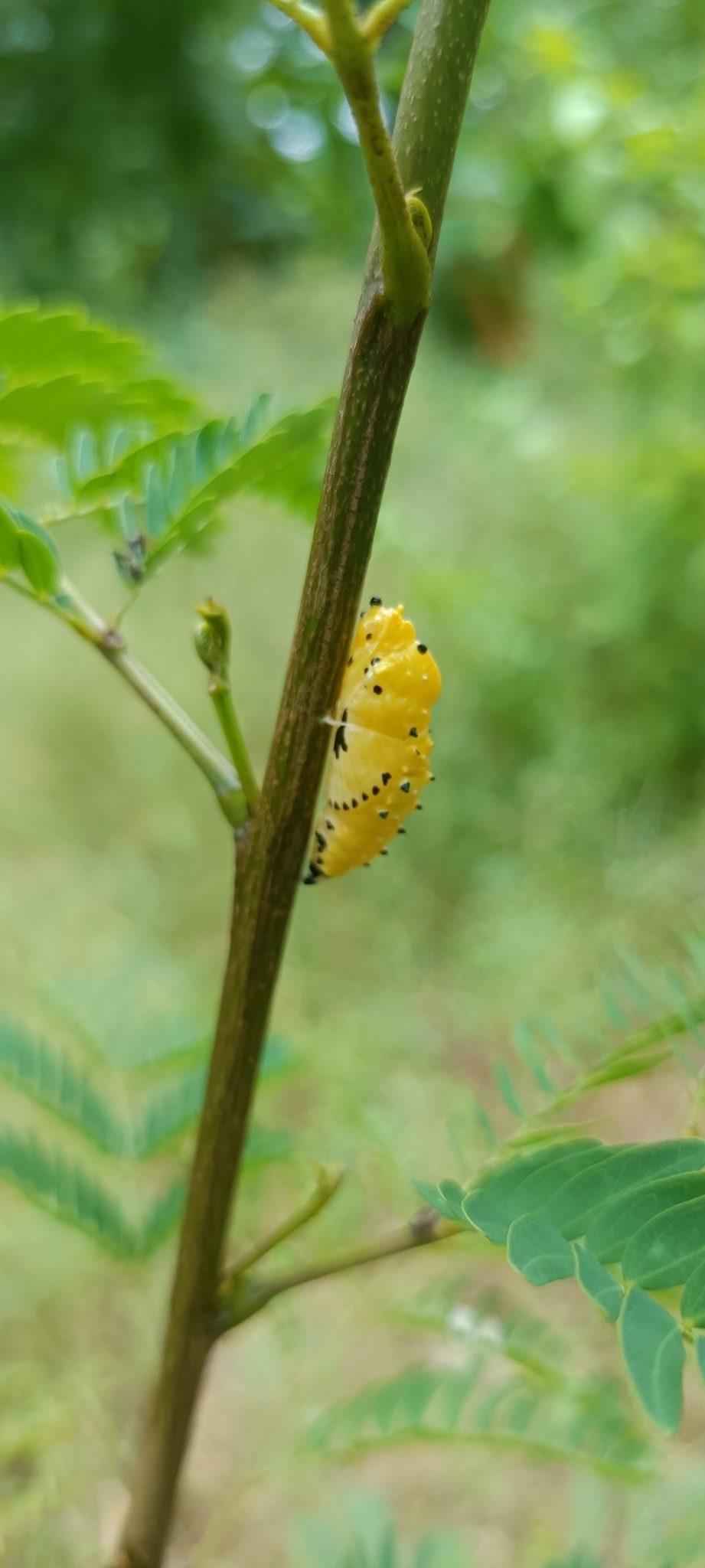 Indian Jezebel