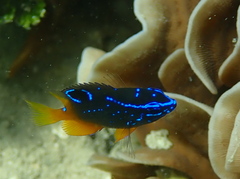 Lagoon Damselfish photo 1