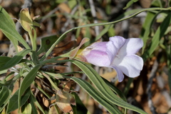 Eremophila freelingii