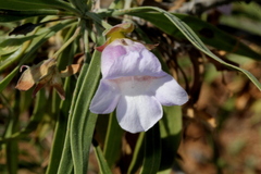 Eremophila freelingii