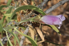 Eremophila freelingii