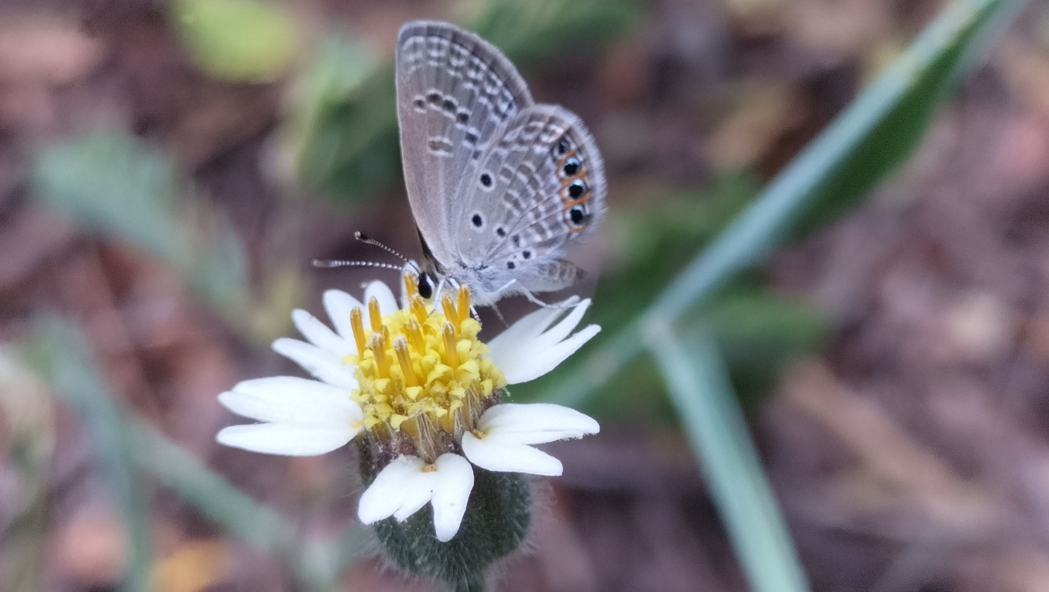 Orange-Spotted Grass Jewel