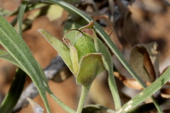 Eremophila freelingii