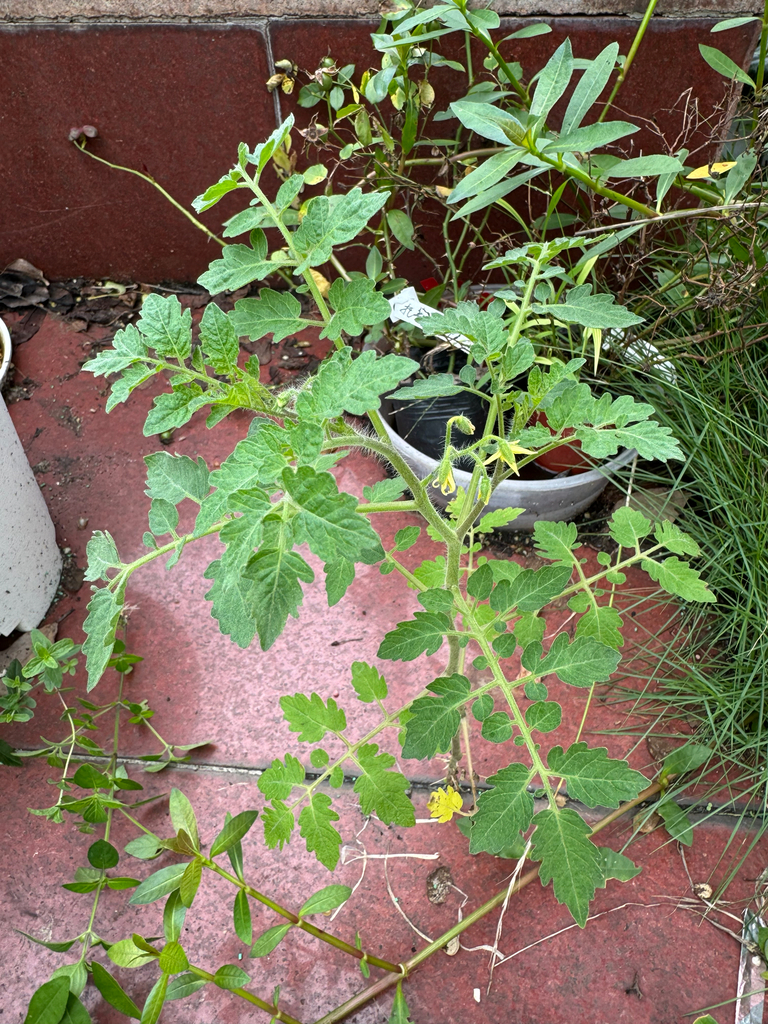 Solanum lycopersicum